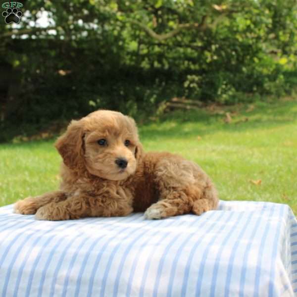 Cora, Mini Goldendoodle Puppy
